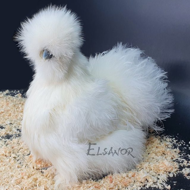 poule pondeuse de race Poule soie barbue — Elsanor