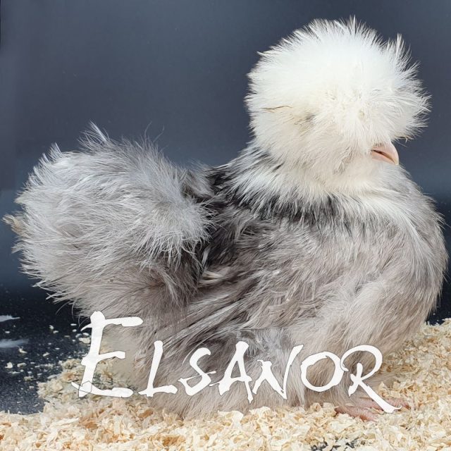 Galinha sedosa de cabeça branca — azul — Elsanor