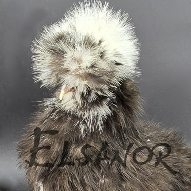 Galinha sedosa de cabeça branca — preta — Elsanor