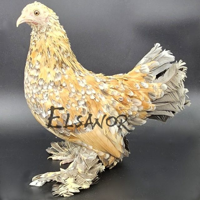Calzada Holandesa — porcelana azul limón — Elsanor