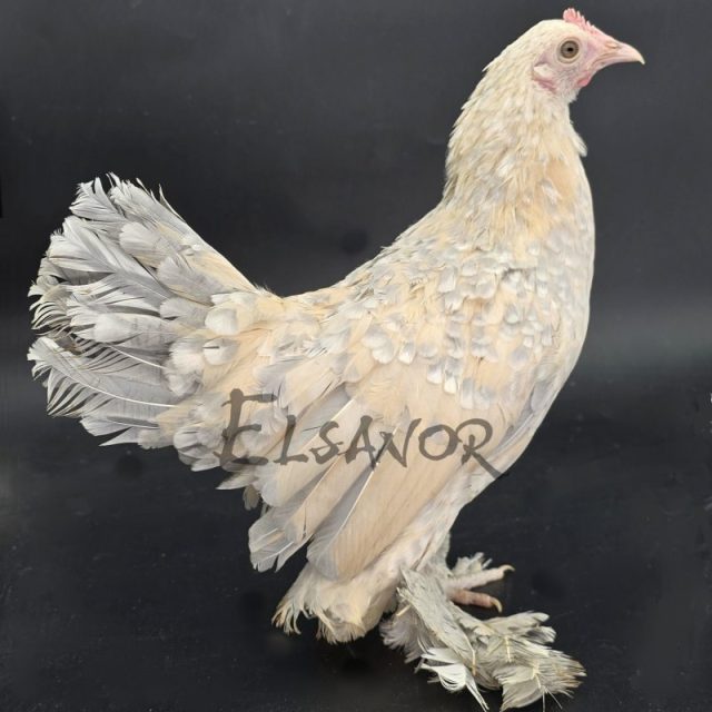 Calzada Holandesa — porcelana isabela — Elsanor