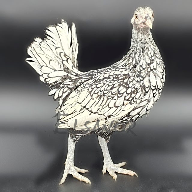 Sebright — prateada orlada de preto — Elsanor