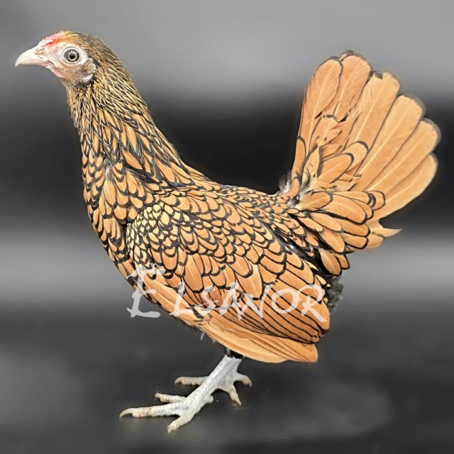 Sebright — dourada orlada de preto — Elsanor