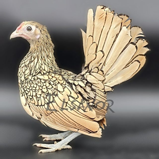 poule pondeuse de race Sebright — Elsanor