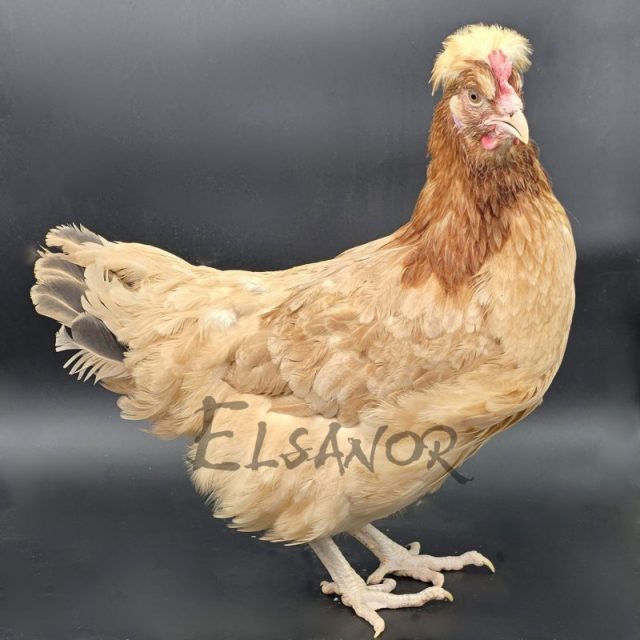 poule pondeuse de race Sulmtaler — Elsanor