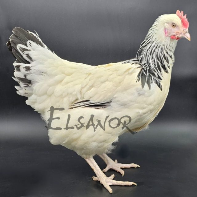 poule pondeuse de race Sussex — Elsanor