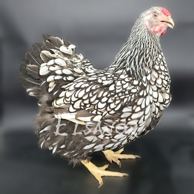 Wyandotten — silber schwarz gesäumt — Elsanor
