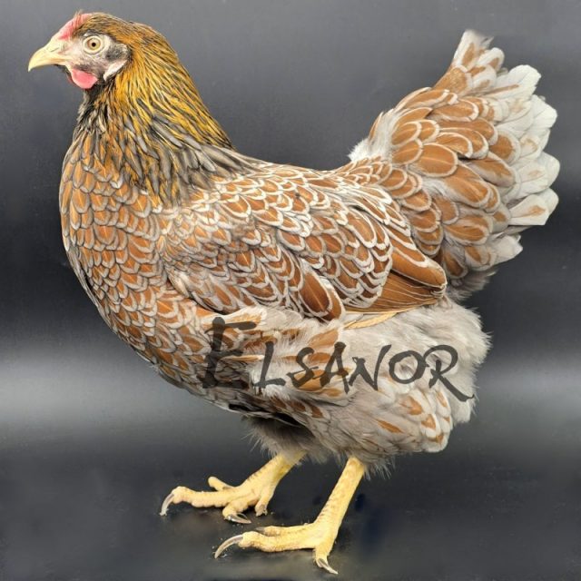 Wyandotten — gold blau gesäumt — Elsanor