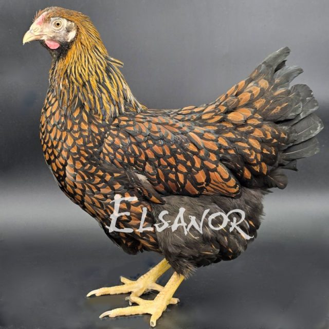 Wyandotten — gold schwarz gesäumt — Elsanor