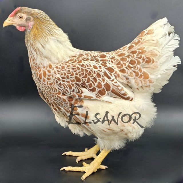 poule pondeuse de race Wyandotte GR — Elsanor