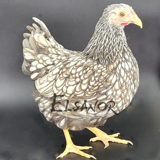 Wyandotte anã — prateada orlada de azul — Elsanor
