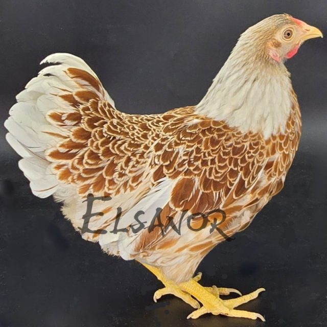 Wyandotte anã — dourada orlada de branco — Elsanor