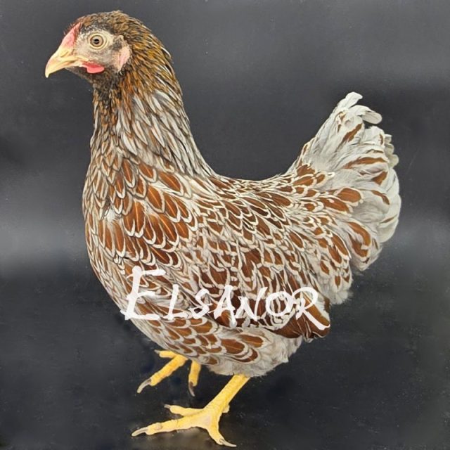 Wyandotte anã — dourada orlada de azul — Elsanor