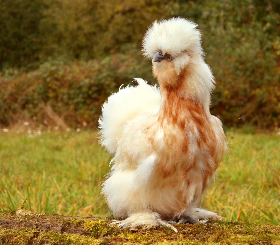 Poule soie barbue au pré — Elsanor