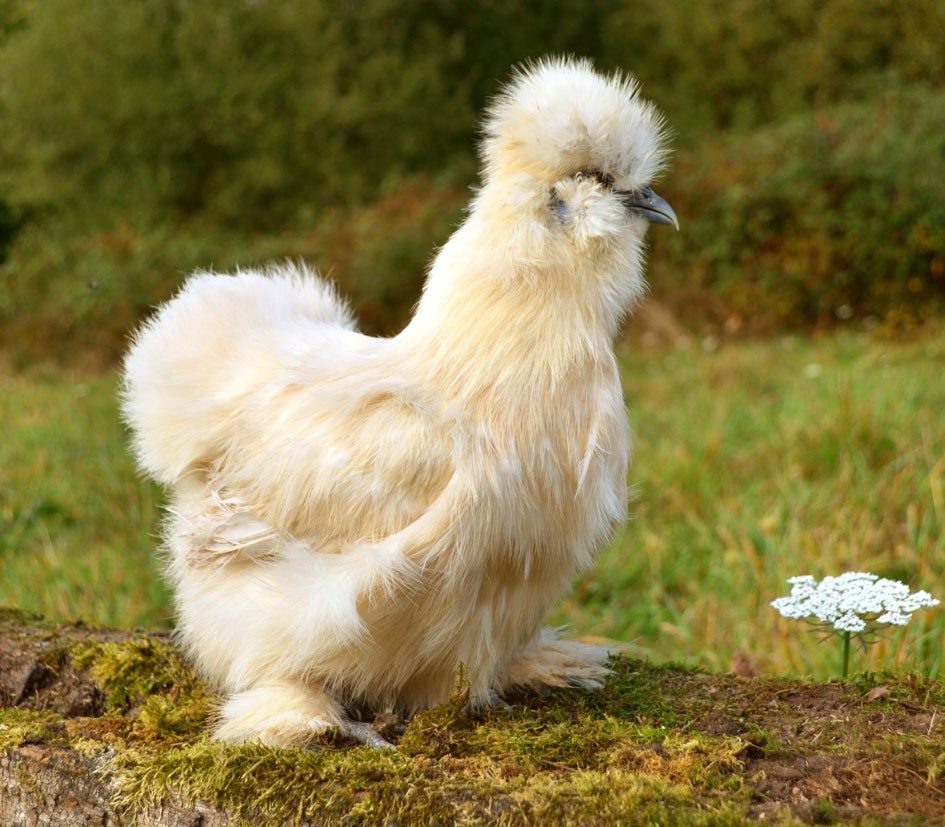 Poule soie barbue — Elsanor
