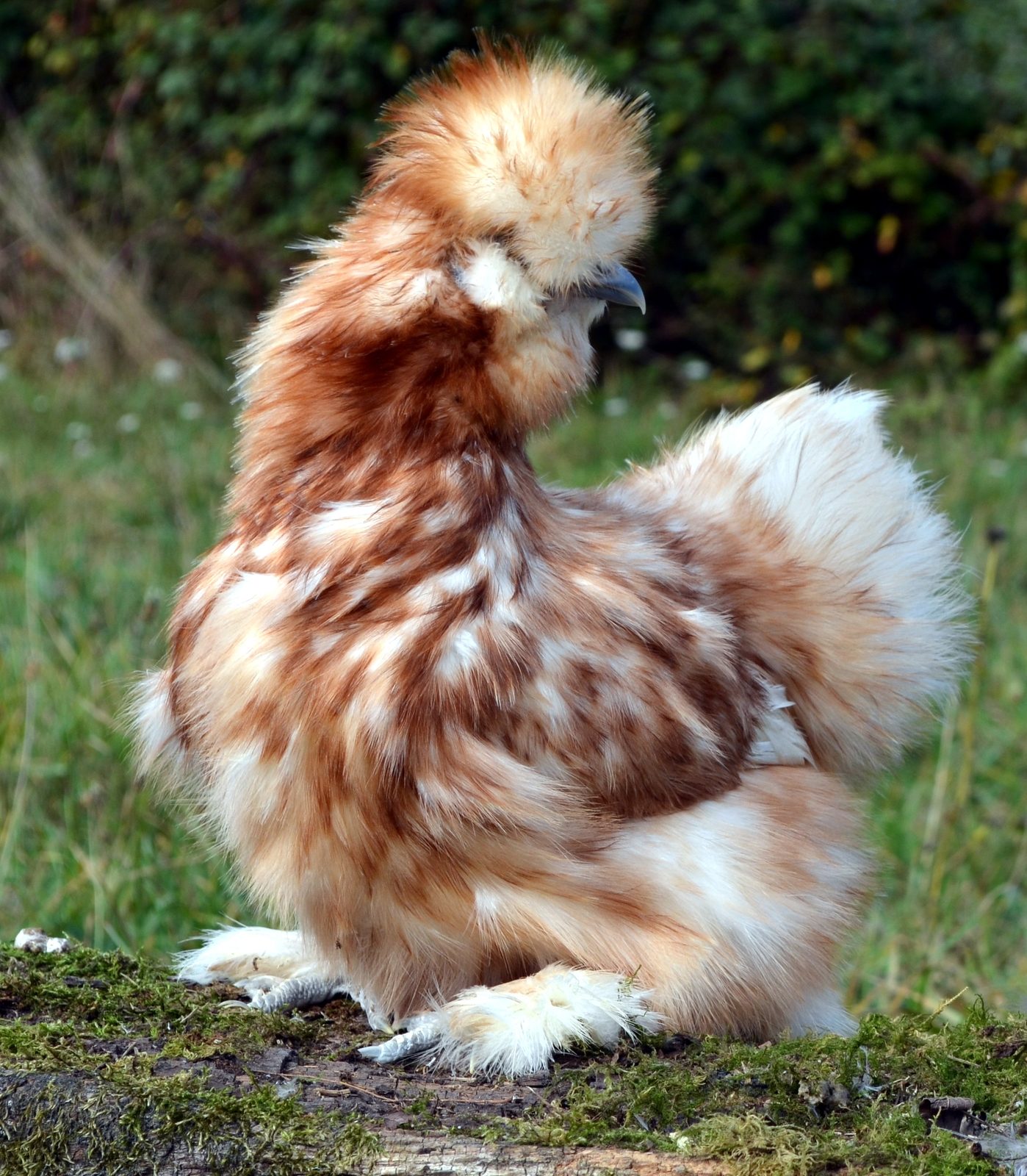 Poule soie barbue perdrix bleu doré — Elsanor