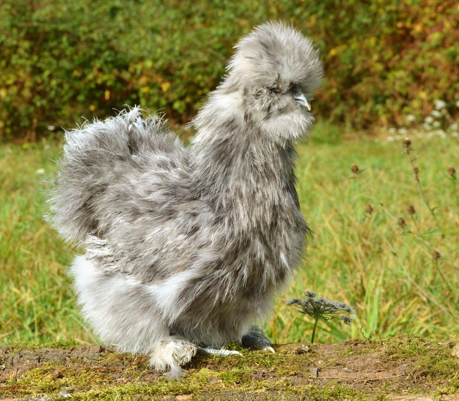 Poule soie barbue blanc panaché fauve — Elsanor