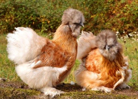 Poule soie barbue — sélection Elsanor