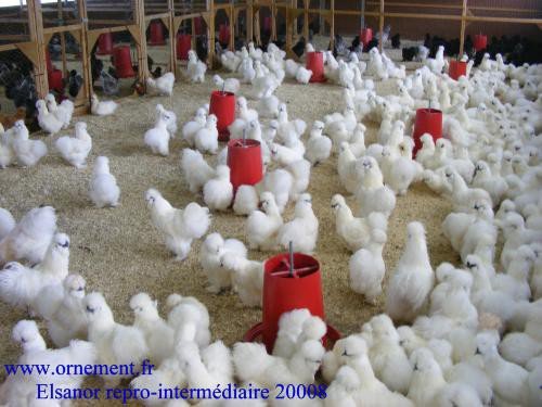 Parquet de poules pondeuses de race — élevage Elsanor