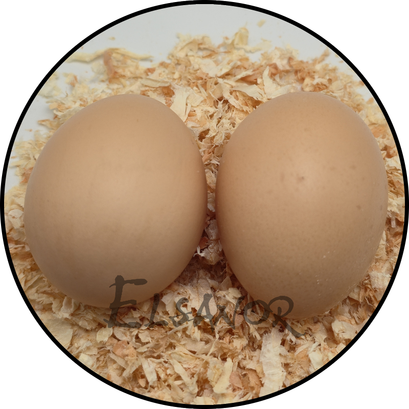 Uovo di gallina Amrock — Elsanor