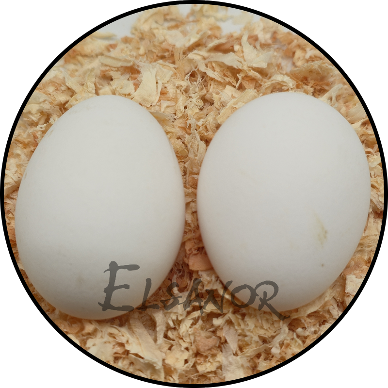 Ei der Rasse Appenzeller Spitzhauben — Elsanor