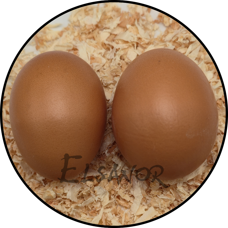 Huevo de gallina Barnevelder — Elsanor
