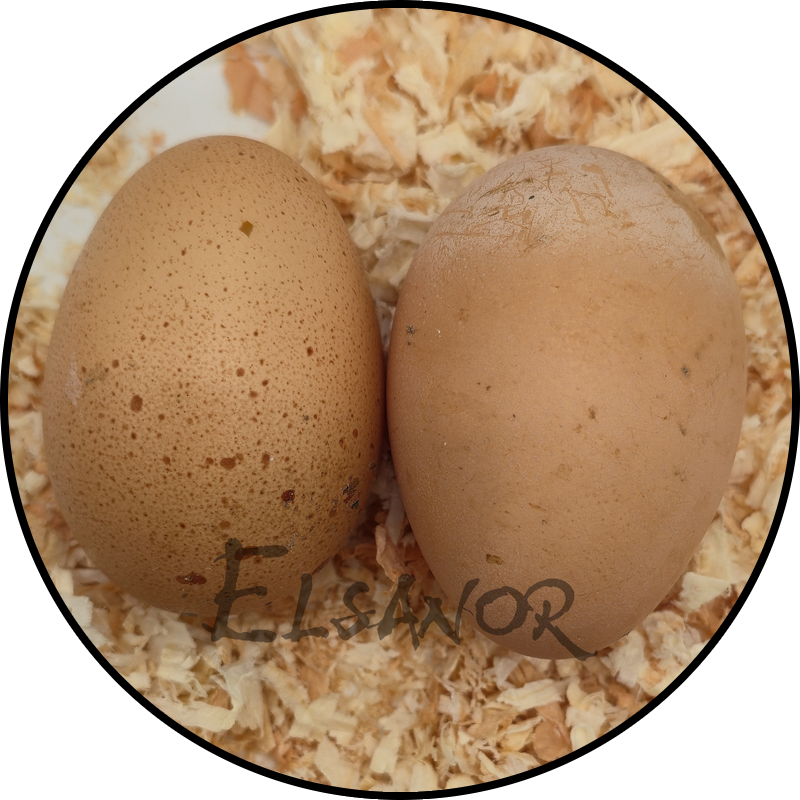 Uovo di gallina Bielefelder — Elsanor