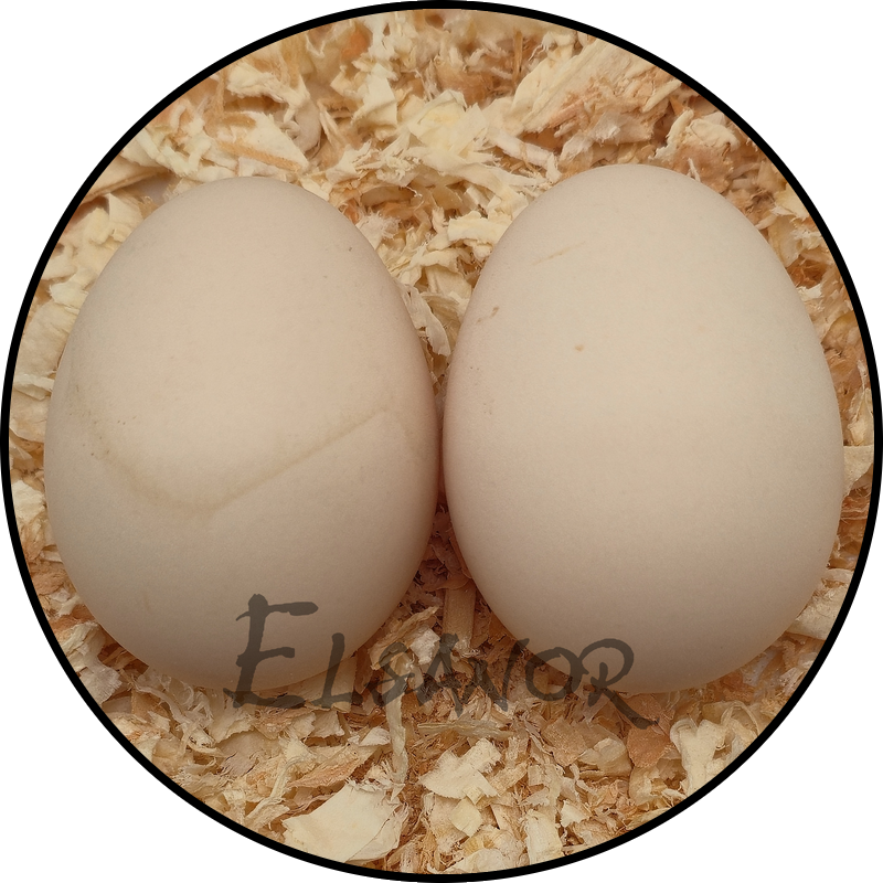 Booted Bantam hen egg — Elsanor