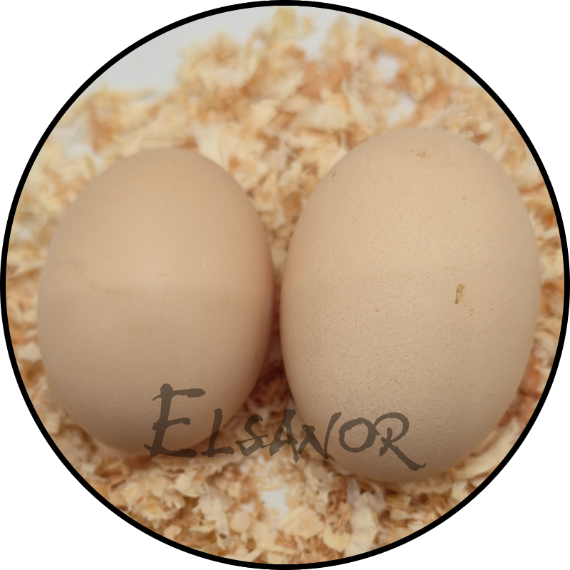 Œuf de poule Brahma — Elsanor