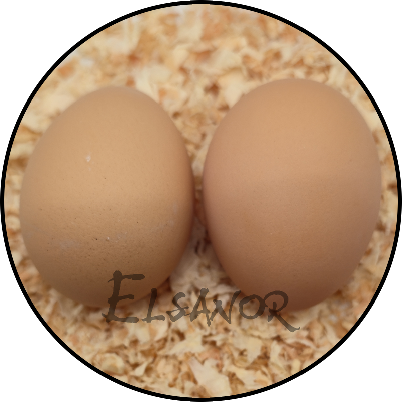 Huevo de gallina Cochinchina — Elsanor