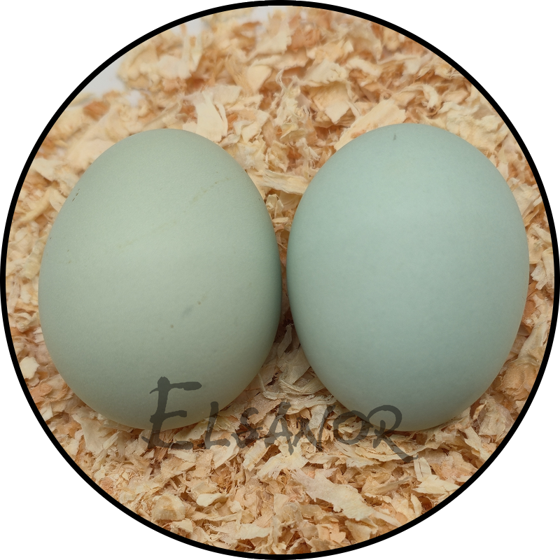 Cream Legbar hen egg — Elsanor
