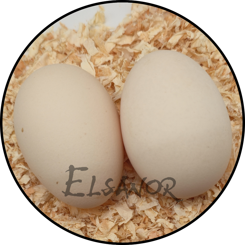 Houdan hen egg — Elsanor