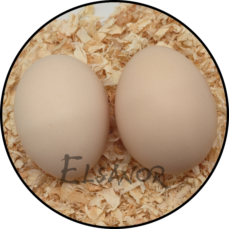 Œuf de poule Janzé — Elsanor