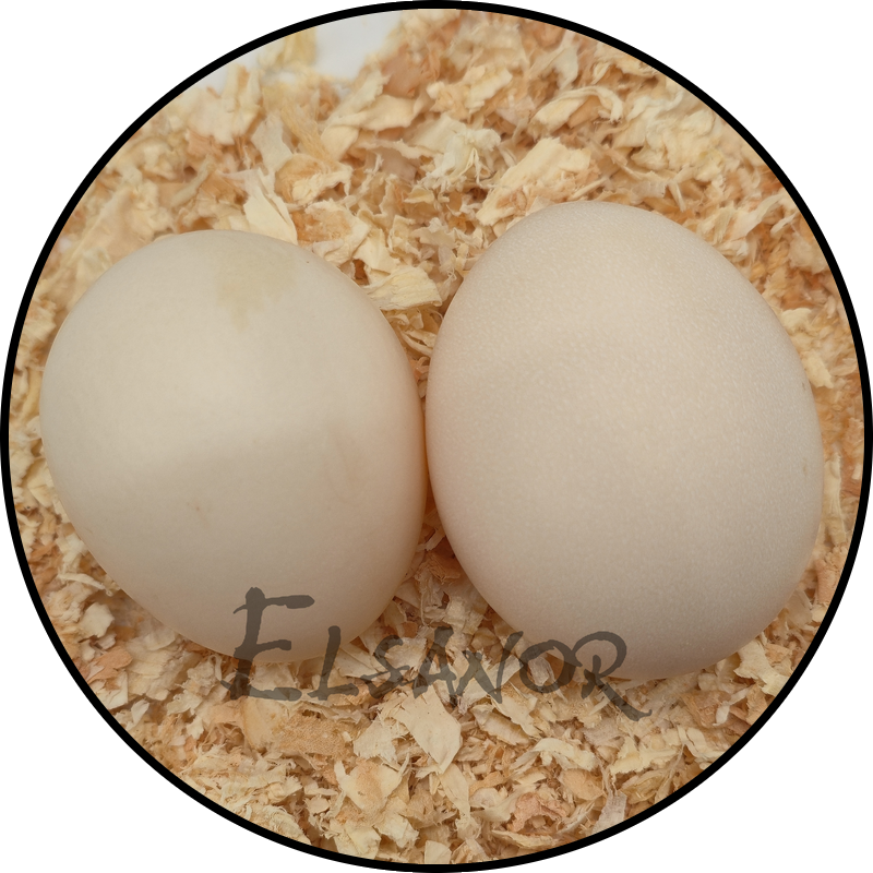 Lakenvelder hen egg — Elsanor