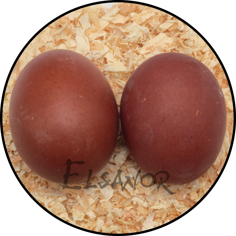 Œuf de poule Marans — Elsanor