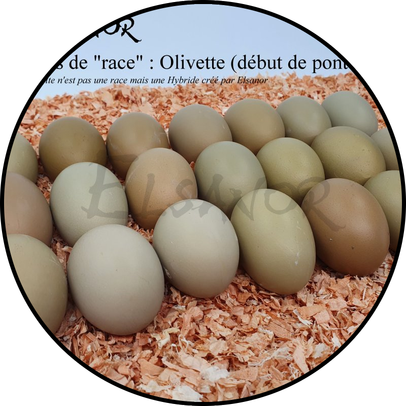 Œuf de poule Olivette — Elsanor