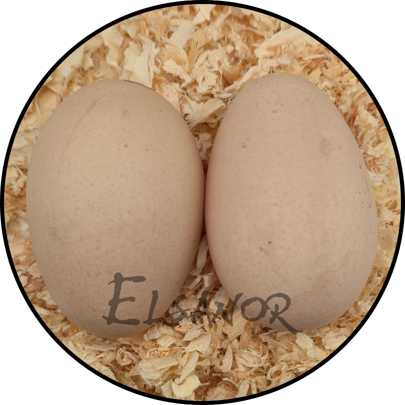 Œuf de poule Orpington — Elsanor
