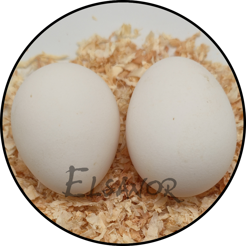 Owlbeard hen egg — Elsanor