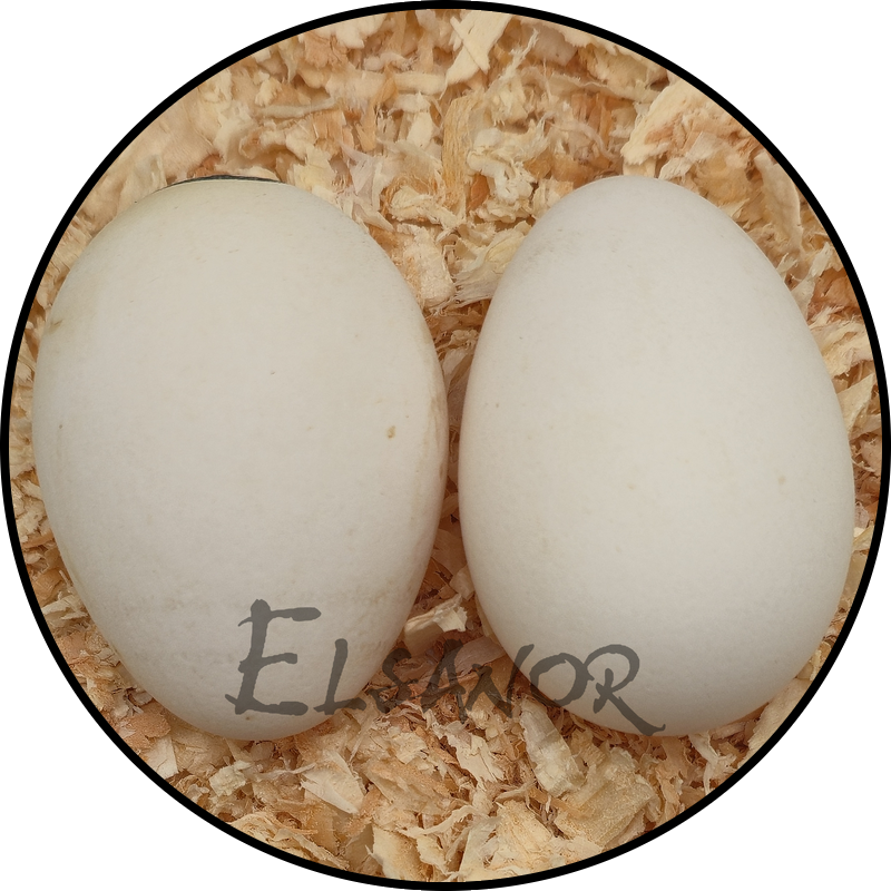 Œuf de poule Padoue GR — Elsanor