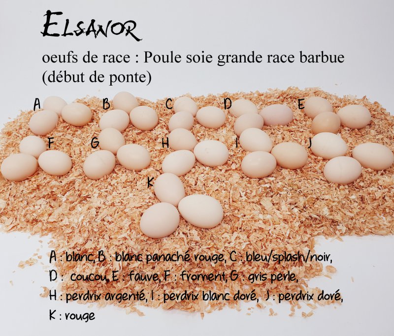 elsanor-elevage-selectionneur-poule-pondeuse-de-race-oeuf-poule-soie-barbue