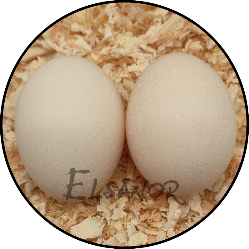 Sebright hen egg — Elsanor