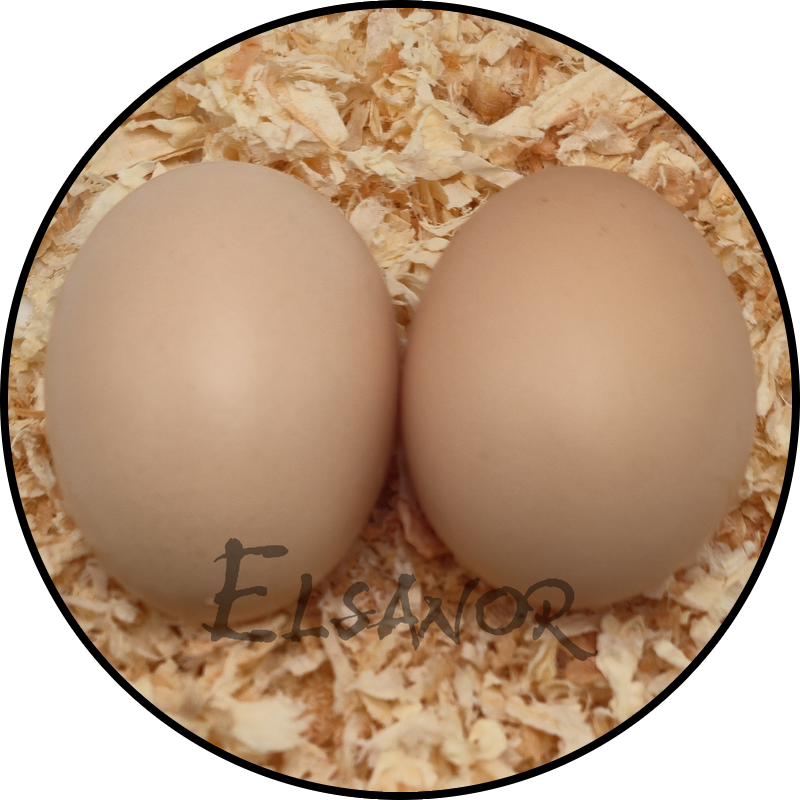 Silkie bearded hen egg — Elsanor