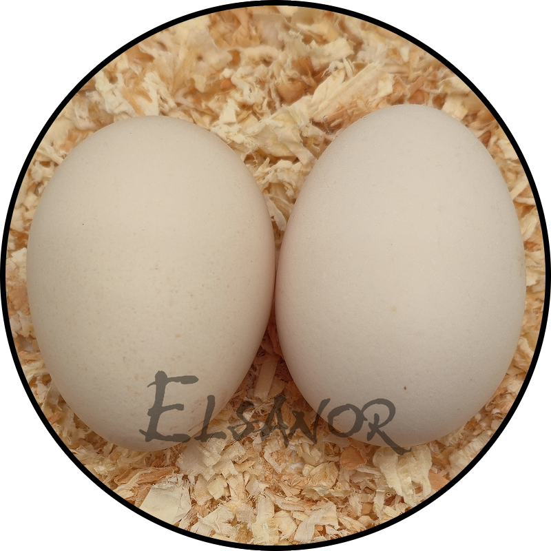 Sulmtaler hen egg — Elsanor