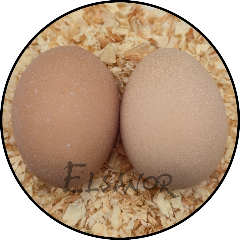 Œuf de poule Sussex — Elsanor