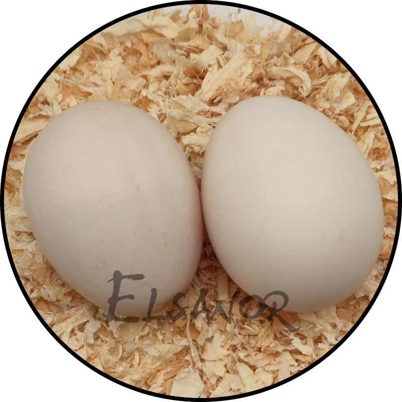 Swedish Flower hen egg — Elsanor