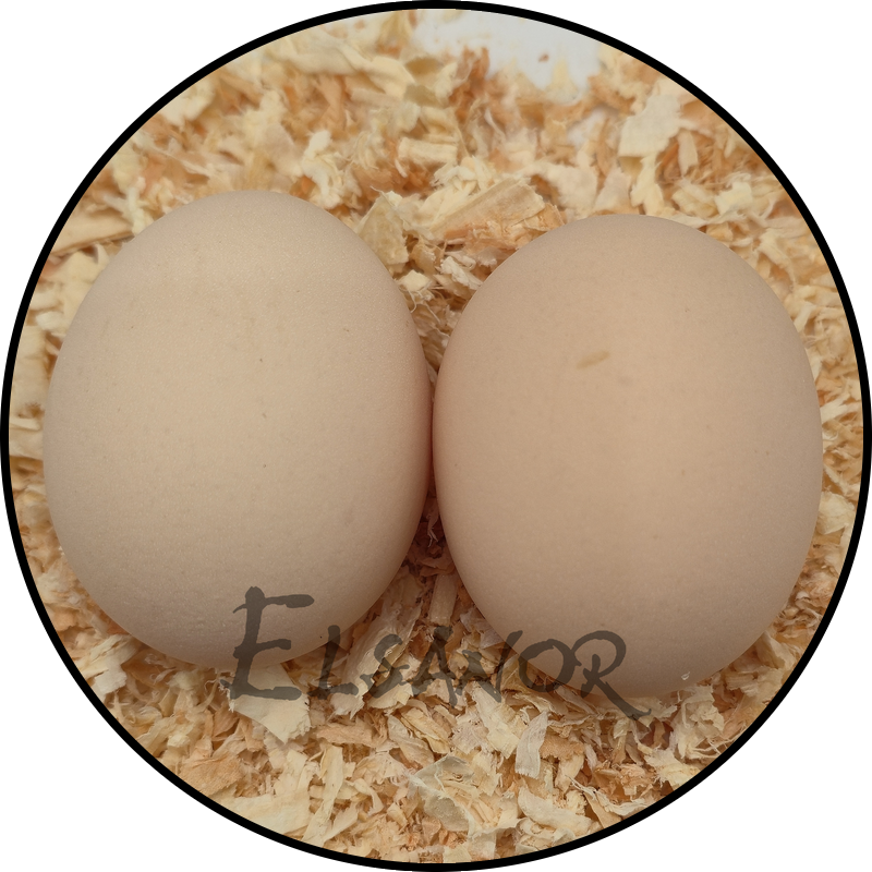 Vorwerk hen egg — Elsanor
