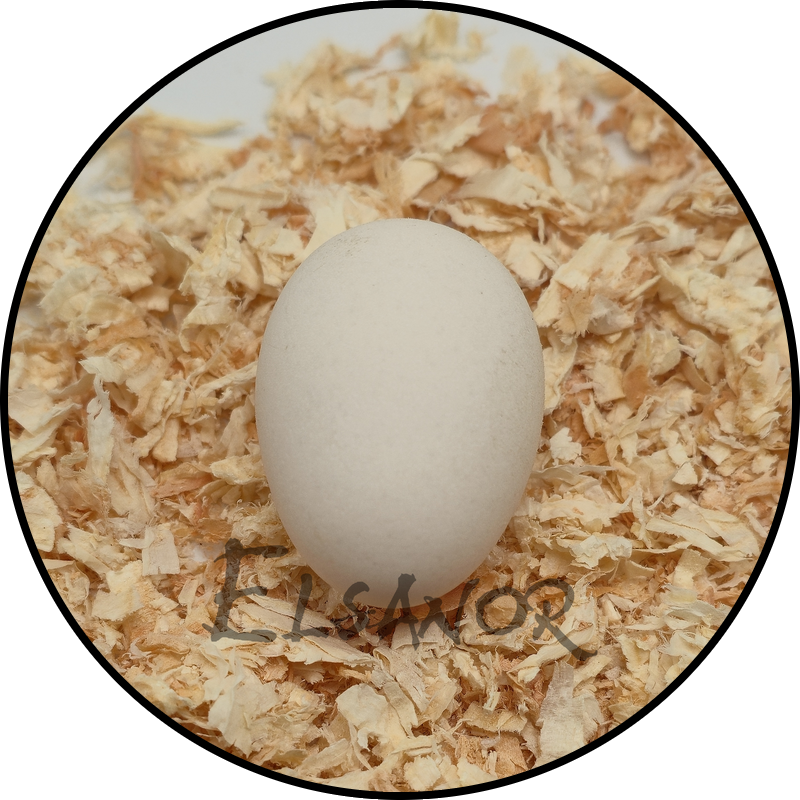 Œuf de poule Barbu de Watermael — Elsanor