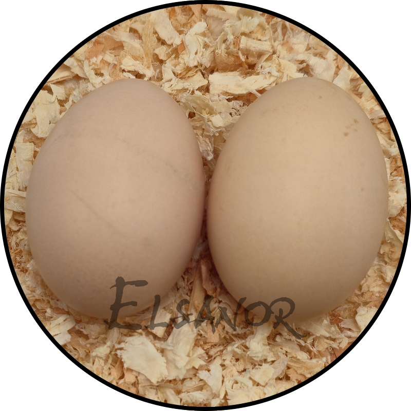 Œuf de poule Wyandotte nain — Elsanor